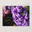 Zoek naar hyacinth briefkaarten Lente