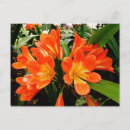Zoek naar oranje briefkaarten Reis