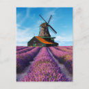 Zoek naar valensole briefkaarten Lavender
