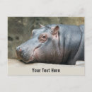 Recherche de hippopotame mignon cartes postales Drôle