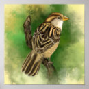 Recherche de petits oiseaux posters Moineau