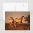 Recherche de deux animaux cartes postales Cheval