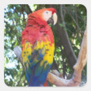Recherche de perroquet autocollants Coloré