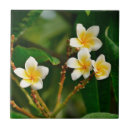 Zoek naar frangipani tegels Plumeria