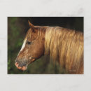 Recherche de appaloosa cartes postales Lingerie de bob
