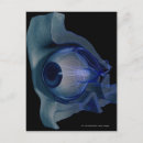 Recherche de oeil humain cartes postales Corps