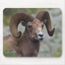 Recherche de archer tapis souris Faune