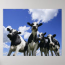 Zoek naar kalveren posters Landbouw