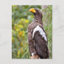 Recherche de aigle de mer cartes postales Oiseau