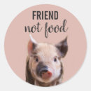 Zoek naar schattig biggetje stickers Varken