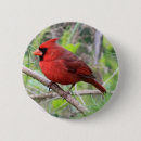 Recherche de cardinal du nord badges Nature