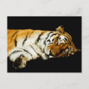 Recherche de rayures de tigre cartes postales Faune