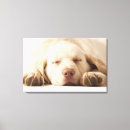Zoek naar onschuldig fotografie Honden