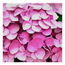 Recherche de hortensia rose posters Pour tous