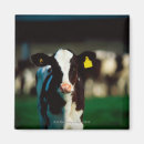 Recherche de vache holstein magnets Agriculture