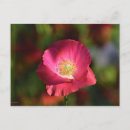 Recherche de coquelicots cartes postales Fleurs