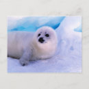 Recherche de hareng cartes postales Arctique