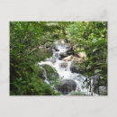 Recherche de forêt tropicale tropicale cartes postales Cascade