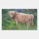 Recherche de highland autocollants Bétail