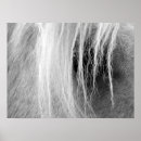 Zoek naar palomino posters Angelandspot