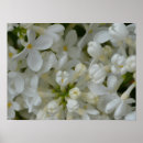 Zoek naar lila bloemen posters Planten