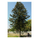 Recherche de énigme posters Arbre