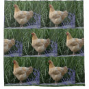 Recherche de poules rideaux douche Animaux