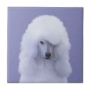 Recherche de caniche carreaux Blanc