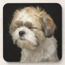 Recherche de yeux chien de dessous de verres Animaux