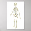 Recherche de cage thoracique posters Médical