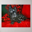 Zoek naar schotse terrier posters Scottie
