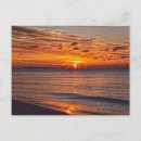 Recherche de dauphins cartes postales Soleil