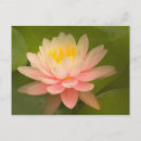 Recherche de nénuphars roses cartes postales Nymphaeaceae