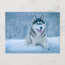 Recherche de malamute cartes postales Canine