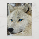 Recherche de loup bleu cartes postales Neige