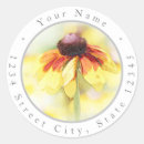 Recherche de black eyed susan Photographie