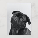 Recherche de carlin noir cartes postales Dog