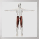 Recherche de articulation posters Physiologie