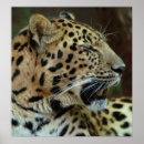 Recherche de léopard vert posters Chat