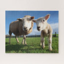 Recherche de animal bébé puzzles Agneau