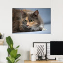 Zoek naar pluizig posters Kat