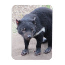 Recherche de marsupiaux magnets Marsupial