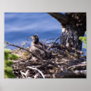 Zoek naar kuiken posters Vogel