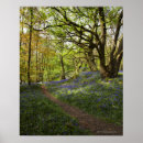 Recherche de bleuet posters Nature