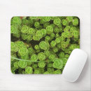 Recherche de sedum tapis souris Botanique