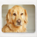 Recherche de golden retriever tapis souris Mignonette