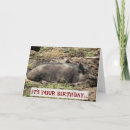 Recherche de porc sauvage vœux cartes Animaux