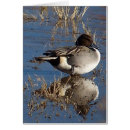 Recherche de de caneton cartes postales Photographie