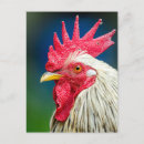 Recherche de coq cartes postales Volaille