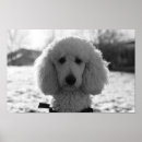 Recherche de caniche noir posters Dog